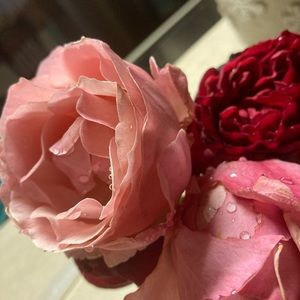 Meet your Posher, Claudia